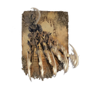 Garra de Fera