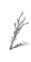 Forest Spirit