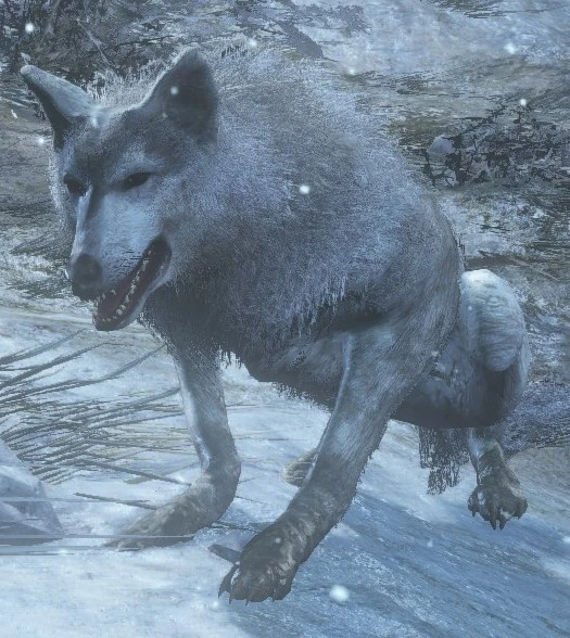 Wolf